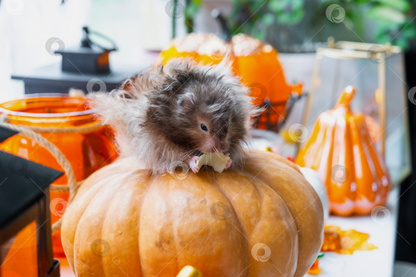 Скачать Забавный лохматый пушистый хомячок сидит на тыкве и жует листик в декорациях Хэллоуина среди гирлянд, фонариков, свечей. Праздник урожая фотосток Ozero