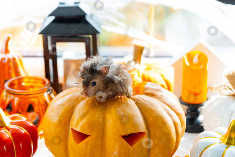 Скачать Забавный лохматый пушистый хомячок вылезает из тыквы в хеллоуинском декоре среди гирлянд, фонариков, свечей. Праздник урожая фотосток Ozero