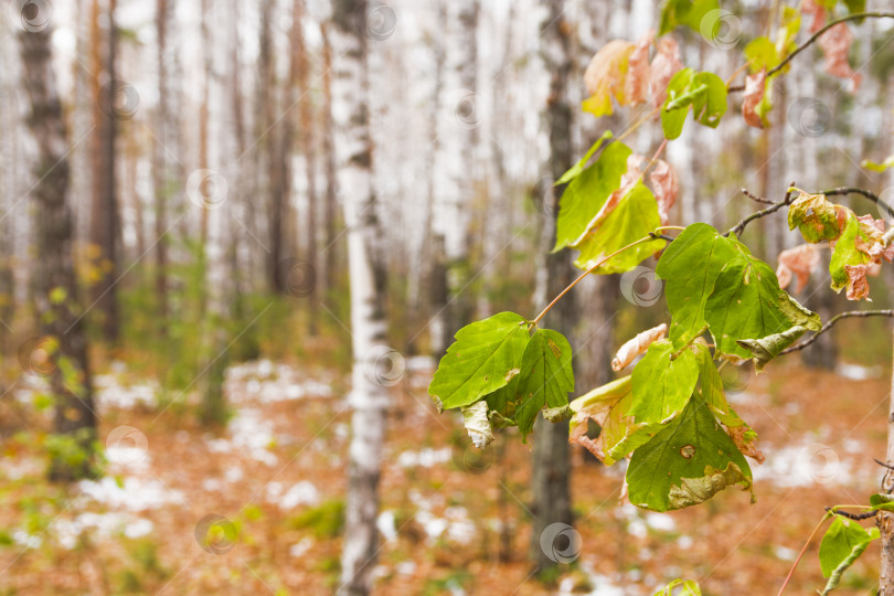 Скачать Увядшие листья деревьев на фоне берез. Красивый осенний пейзаж фотосток Ozero