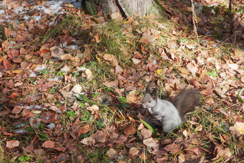 Скачать Маленькая серая белочка сидит на земле среди опавших листьев в осеннем лесу фотосток Ozero