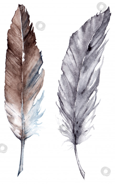 Скачать Акварельно-серый серо-коричневый набор перьев изолированное искусство фотосток Ozero