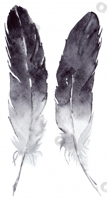 Скачать Акварельный набор из пары черно-белых перьев изолированное искусство фотосток Ozero