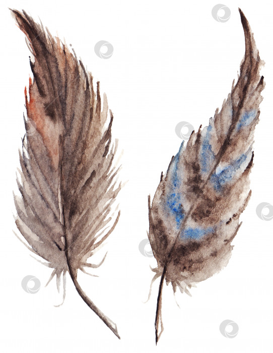 Скачать Акварель коричнево-серый набор из пары серых перьев изолированное искусство фотосток Ozero