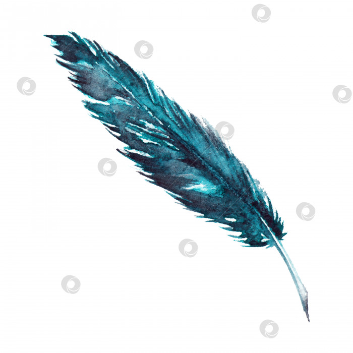 Скачать Акварель одиночное темно-синее бирюзовое птичье перо изолировано фотосток Ozero