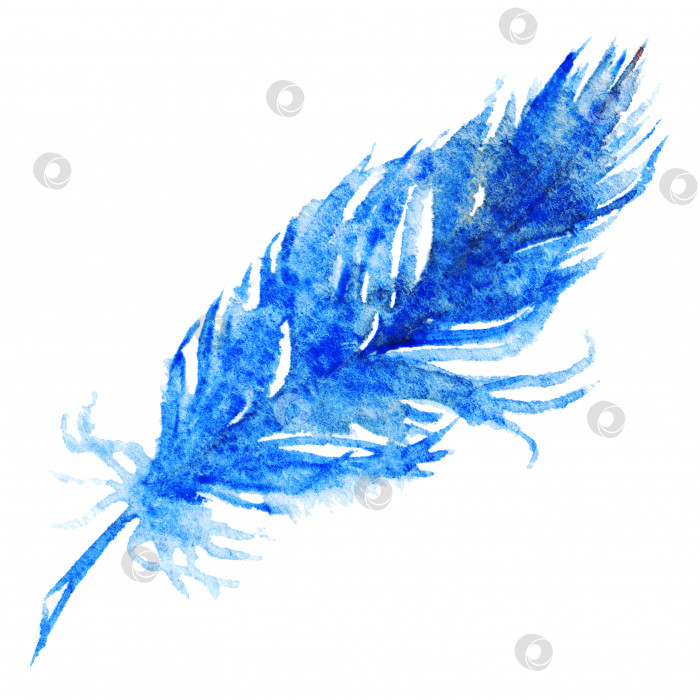 Скачать Акварельное одиночное темно-синее птичье перо изолированное искусство фотосток Ozero