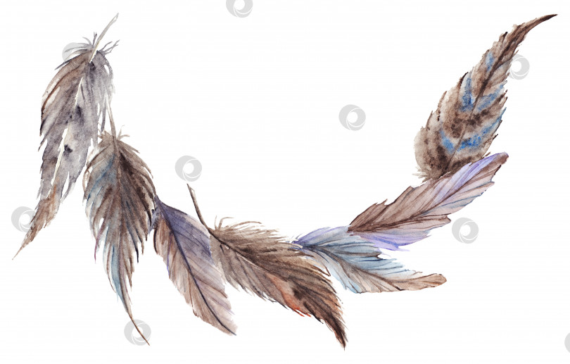 Скачать Акварель серо-сине-коричневые перья композиционный набор изолированный фотосток Ozero