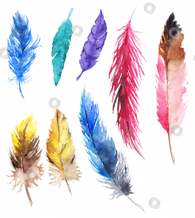 Скачать Акварельный красочный набор перьев попугая-сойки изолированный набор фотосток Ozero