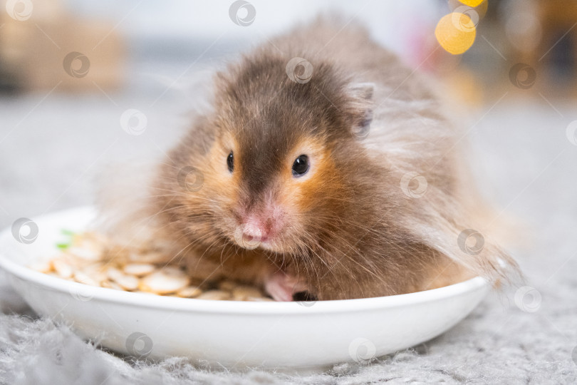 Скачать Забавный лохматый пушистый хомячок сидит в тарелке и ест семечки на рождественском фоне с гирляндами и боке фотосток Ozero