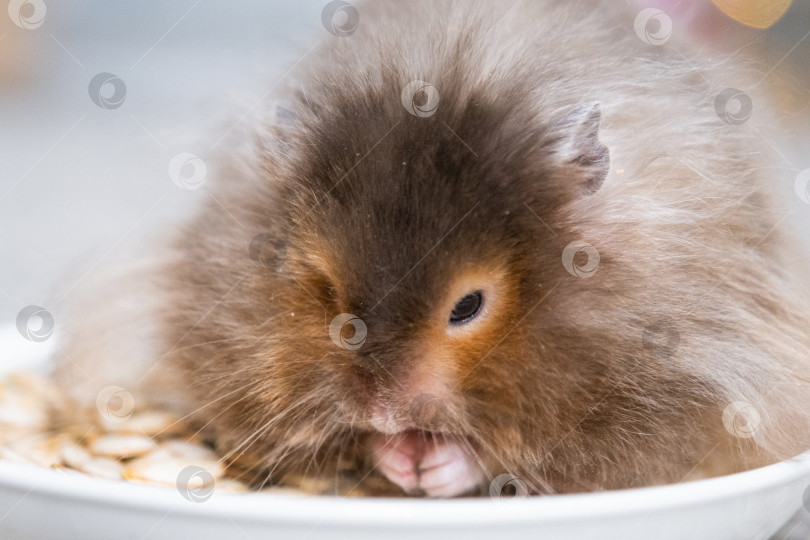 Скачать Забавный лохматый пушистый хомячок сидит в тарелке и ест семечки на рождественском фоне с гирляндами и боке фотосток Ozero
