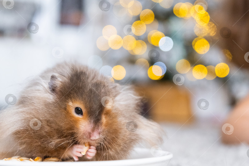 Скачать Забавный лохматый пушистый хомячок сидит в тарелке и ест семечки на рождественском фоне с гирляндами и боке фотосток Ozero