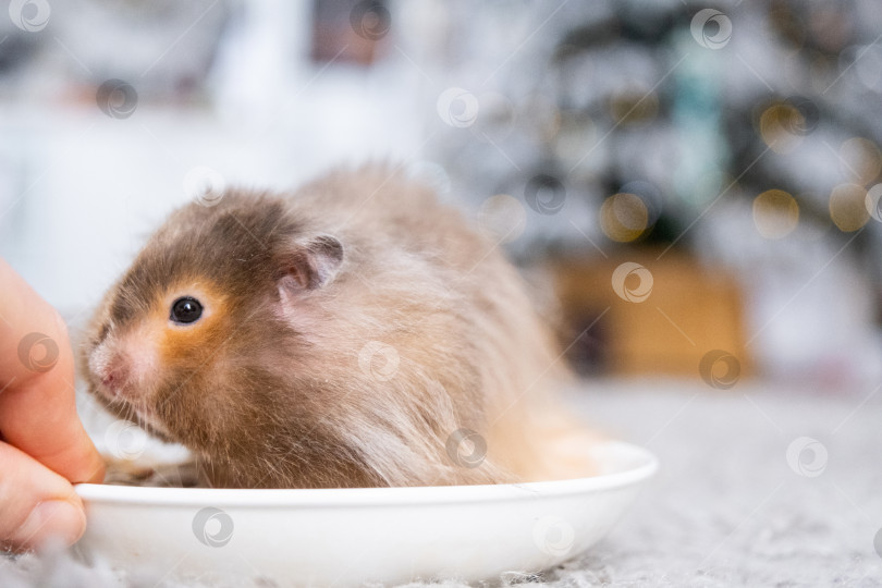 Скачать Забавный лохматый пушистый хомячок сидит в тарелке и ест семечки на рождественском фоне с гирляндами и боке фотосток Ozero
