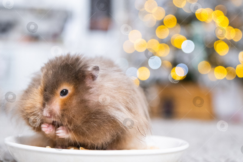 Скачать Забавный лохматый пушистый хомячок сидит в тарелке и ест семечки на рождественском фоне с гирляндами и боке фотосток Ozero