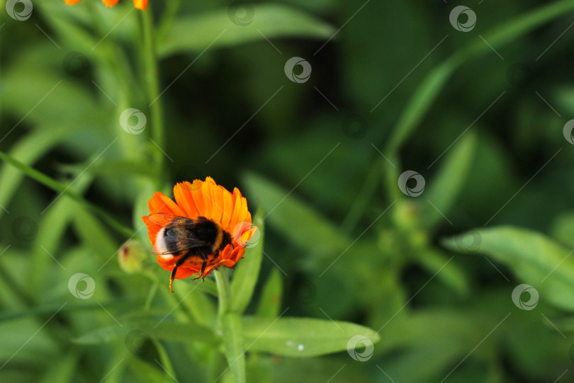 Скачать Пчела в цветке фотосток Ozero
