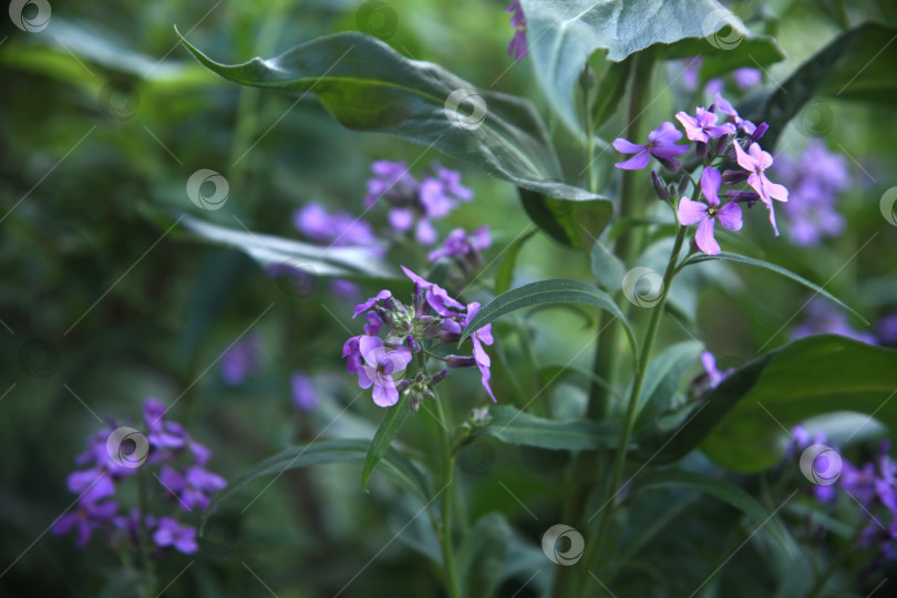 Скачать Красивый цветок вечерница в саду фотосток Ozero