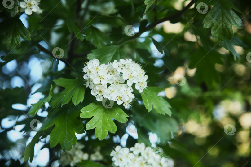 Скачать Красивые белые цветы фотосток Ozero