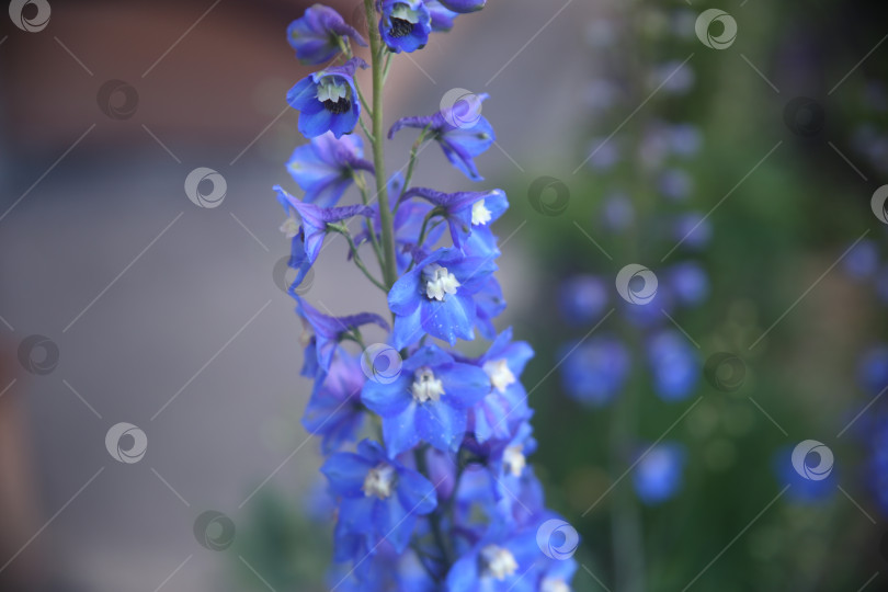 Скачать Цветок фиолетовый в саду фотосток Ozero