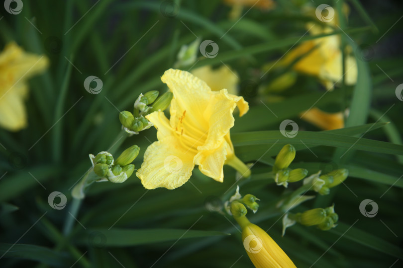 Скачать Цветок желтого ириса фотосток Ozero