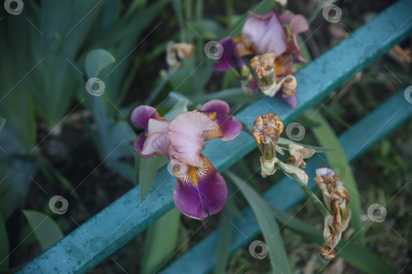Скачать Цветы ириса в саду фотосток Ozero