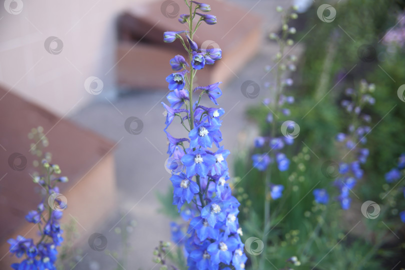 Скачать Цветок фиолетовый красивый фотосток Ozero