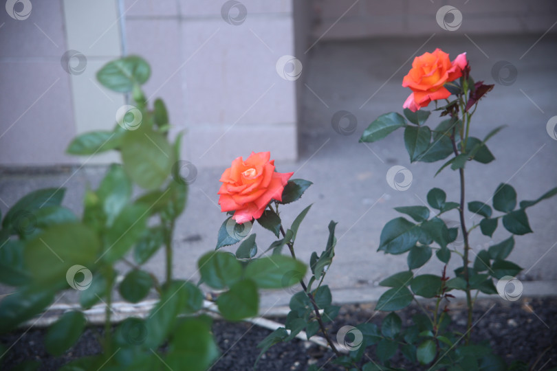 Скачать цветы розы во дворе фотосток Ozero