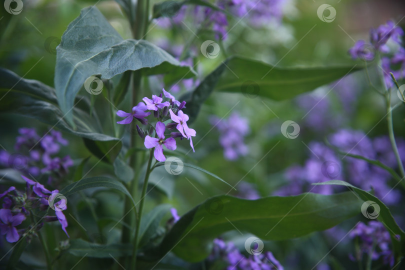Скачать Красивый цветок вечерница в саду фотосток Ozero