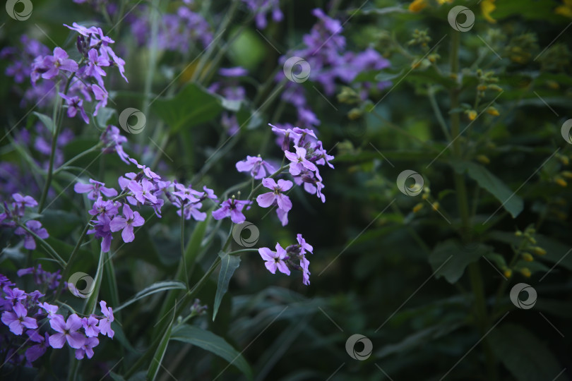 Скачать Красивый цветок вечерница в саду фотосток Ozero