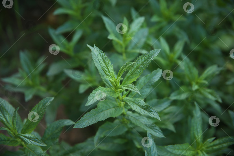 Скачать кустарник зеленый фотосток Ozero