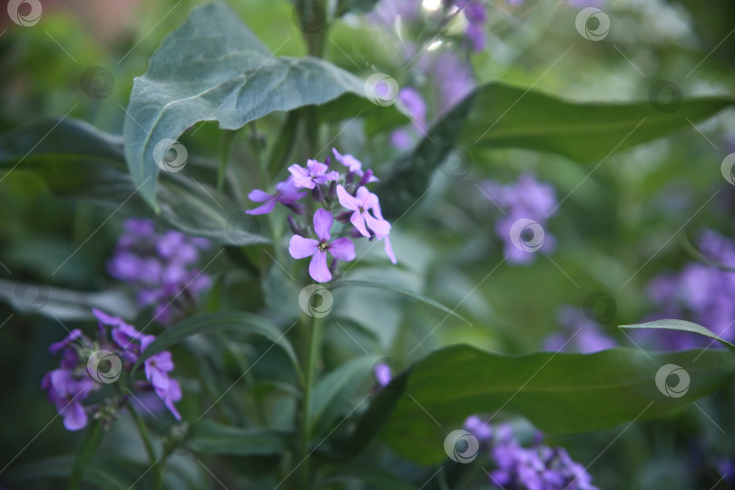 Скачать Красивый цветок вечерница в саду фотосток Ozero