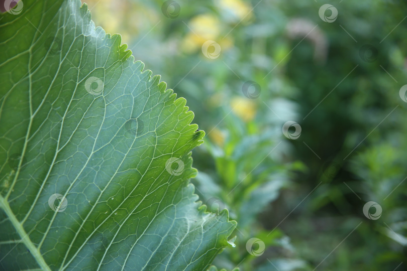 Скачать Лист кустарника в парке фотосток Ozero