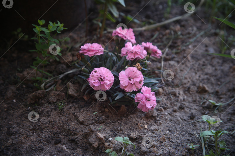 Скачать Розовые красивые цветы фотосток Ozero