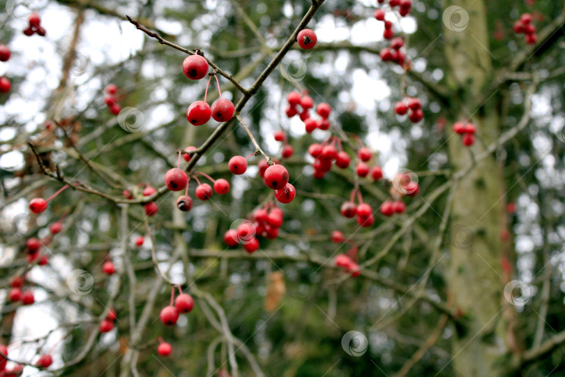 Скачать Красные ягоды. фотосток Ozero