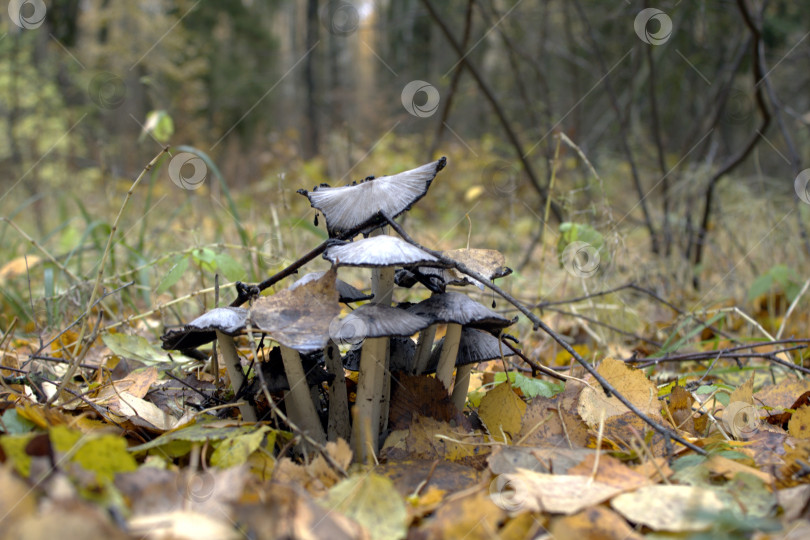 Скачать Осенние поганки. фотосток Ozero