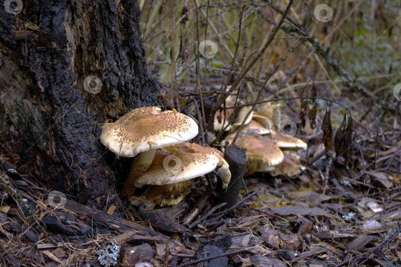Скачать Лесные грибы. фотосток Ozero