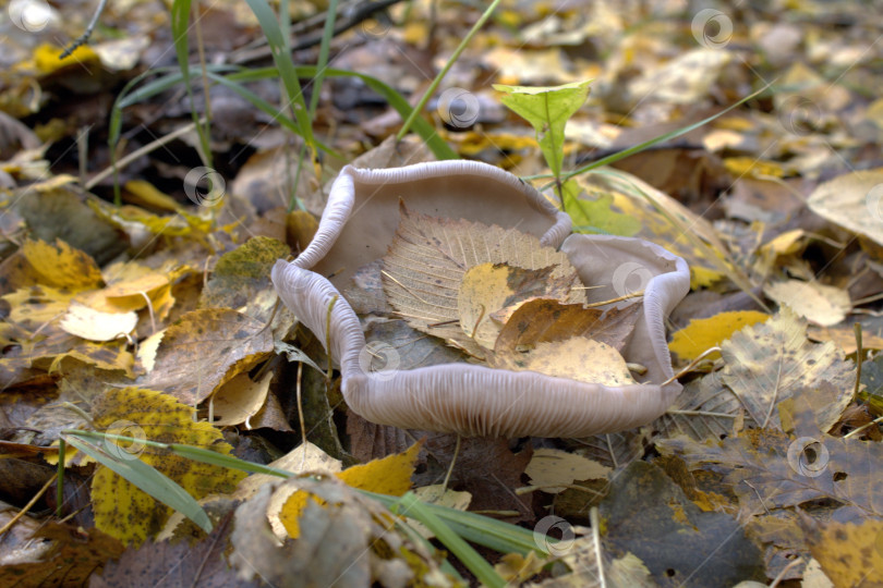 Скачать Лесной житель. фотосток Ozero