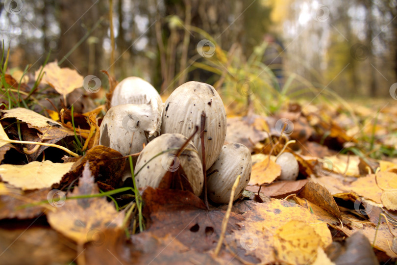 Скачать Грибы. фотосток Ozero