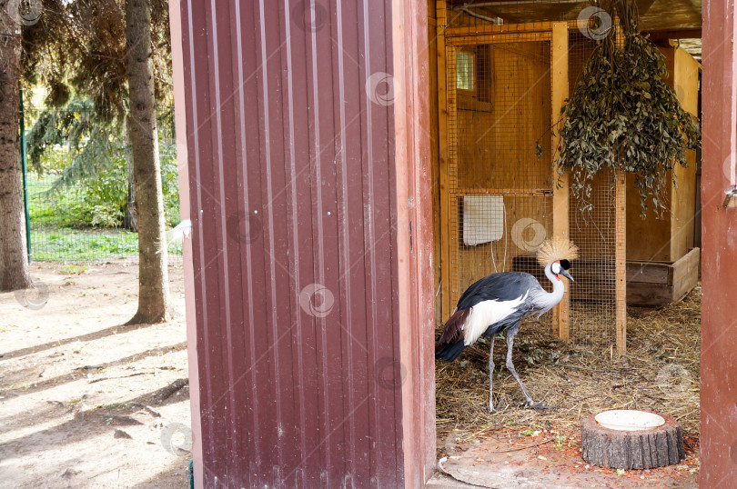 Скачать Казань, Татарстан, Россия – 05 октября 2025: Зооботсад. Веценосный журавль. фотосток Ozero