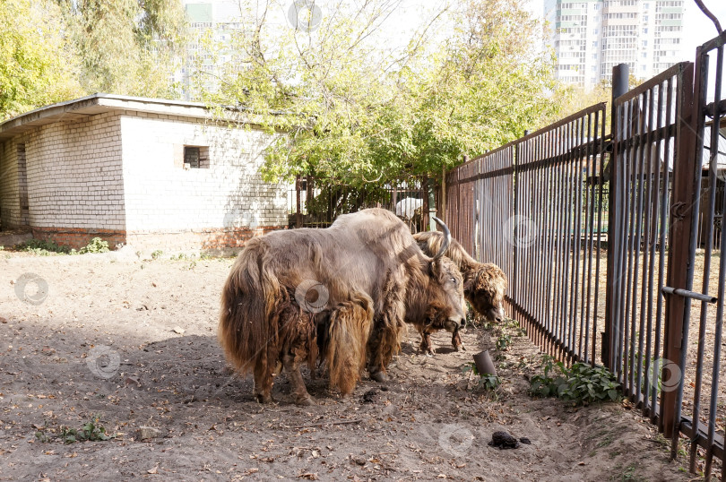 Скачать Казань, Татарстан, Россия – 05 октября 2025: Зооботсад. Домашний як фотосток Ozero