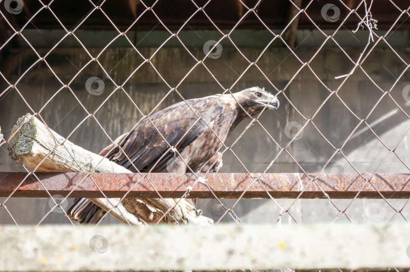 Скачать Казань, Татарстан, Россия – 05 октября 2025: Зооботсад. Беркут фотосток Ozero