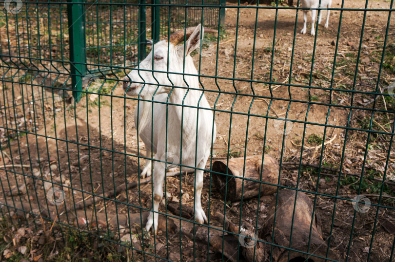 Скачать Казань, Татарстан, Россия – 05 октября 2025: Зооботсад. Коза фотосток Ozero