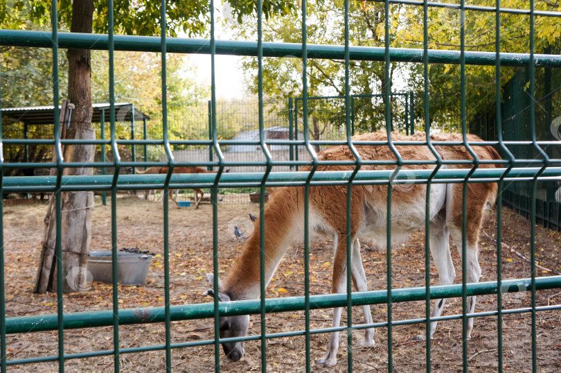 Скачать Казань, Татарстан, Россия – 05 октября 2025: Зооботсад. Лама фотосток Ozero