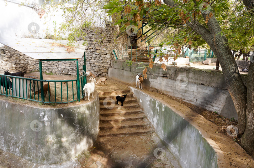 Скачать Казань, Татарстан, Россия – 05 октября 2025: Зооботсад. Вольер для коз фотосток Ozero