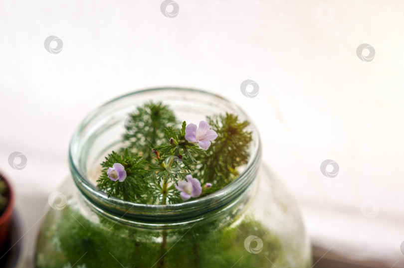Скачать Цветение водоросли Лимнoфила сидячeцвeткoвaя (Limnophila sessiliflora) фотосток Ozero