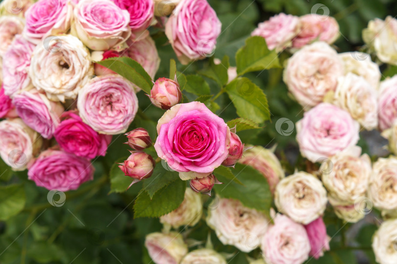 Скачать Роза садовая Мими Эден (Mimi Eden) фотосток Ozero