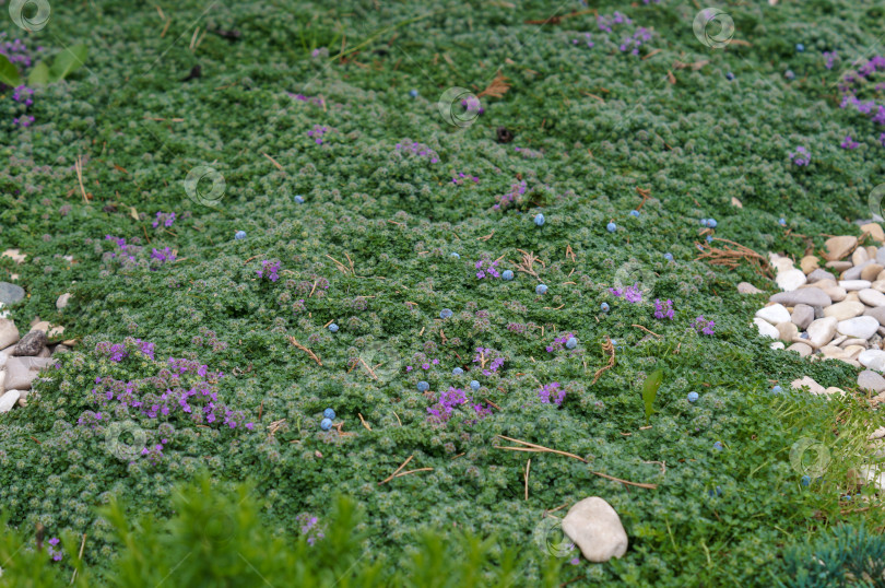 Скачать Полянка тимьяна ползучего с цветами, плодами можжевельника и камушками фотосток Ozero