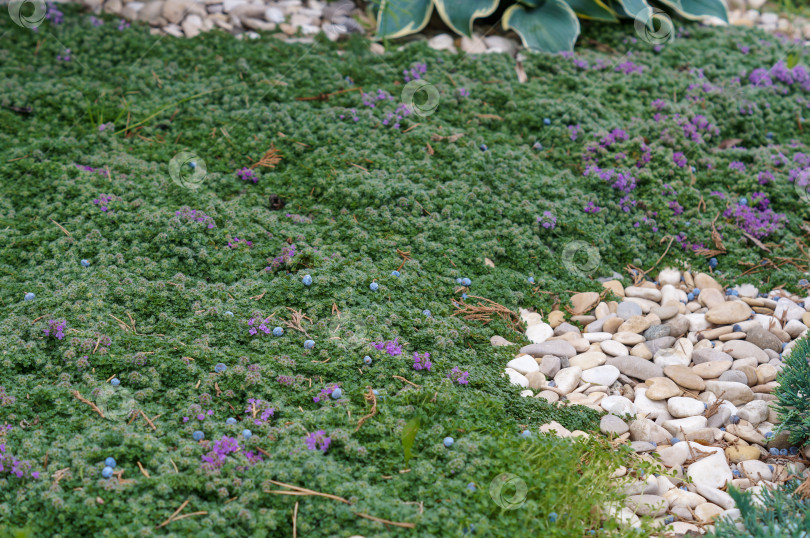 Скачать Цветущий почвопокровник тимьян ползучий с лежащими на нем плодами можжевельника и камушками рядом фотосток Ozero