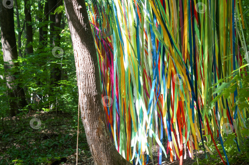 Скачать В лесу на дереве висят разноцветные ленты фотосток Ozero