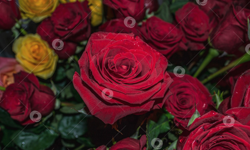 Скачать букет фотосток Ozero