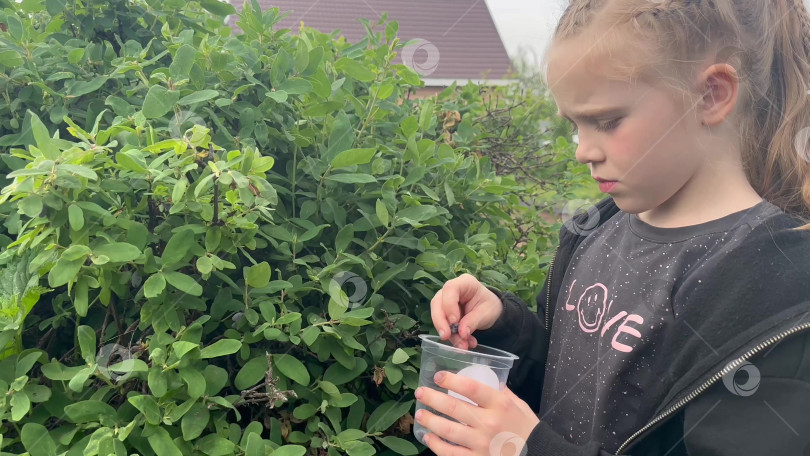 Скачать Видео: Ребенок собирает ягоды крупным планом. Ягода ирги фотосток Ozero