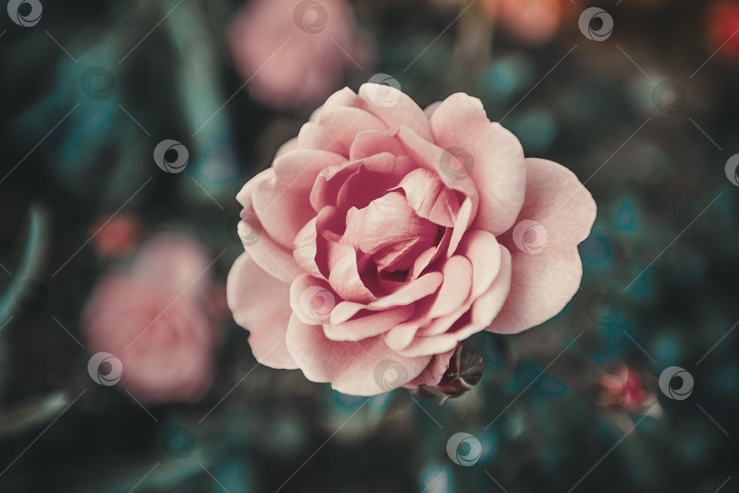 Скачать Розовая садовая роза крупным планом в винтажной обработке фотосток Ozero