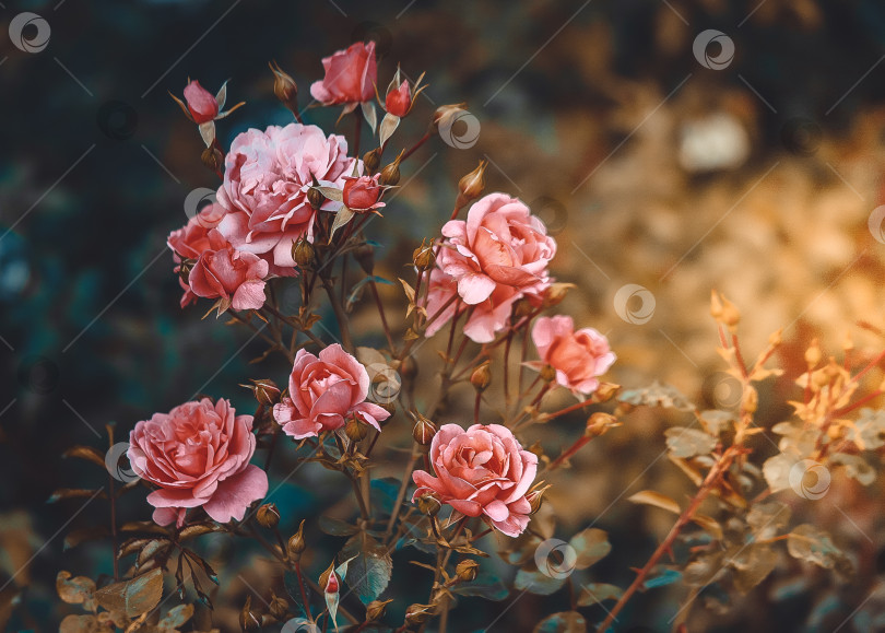 Скачать Куст розовой розы в винтажном стиле ,солнечный день. фотосток Ozero